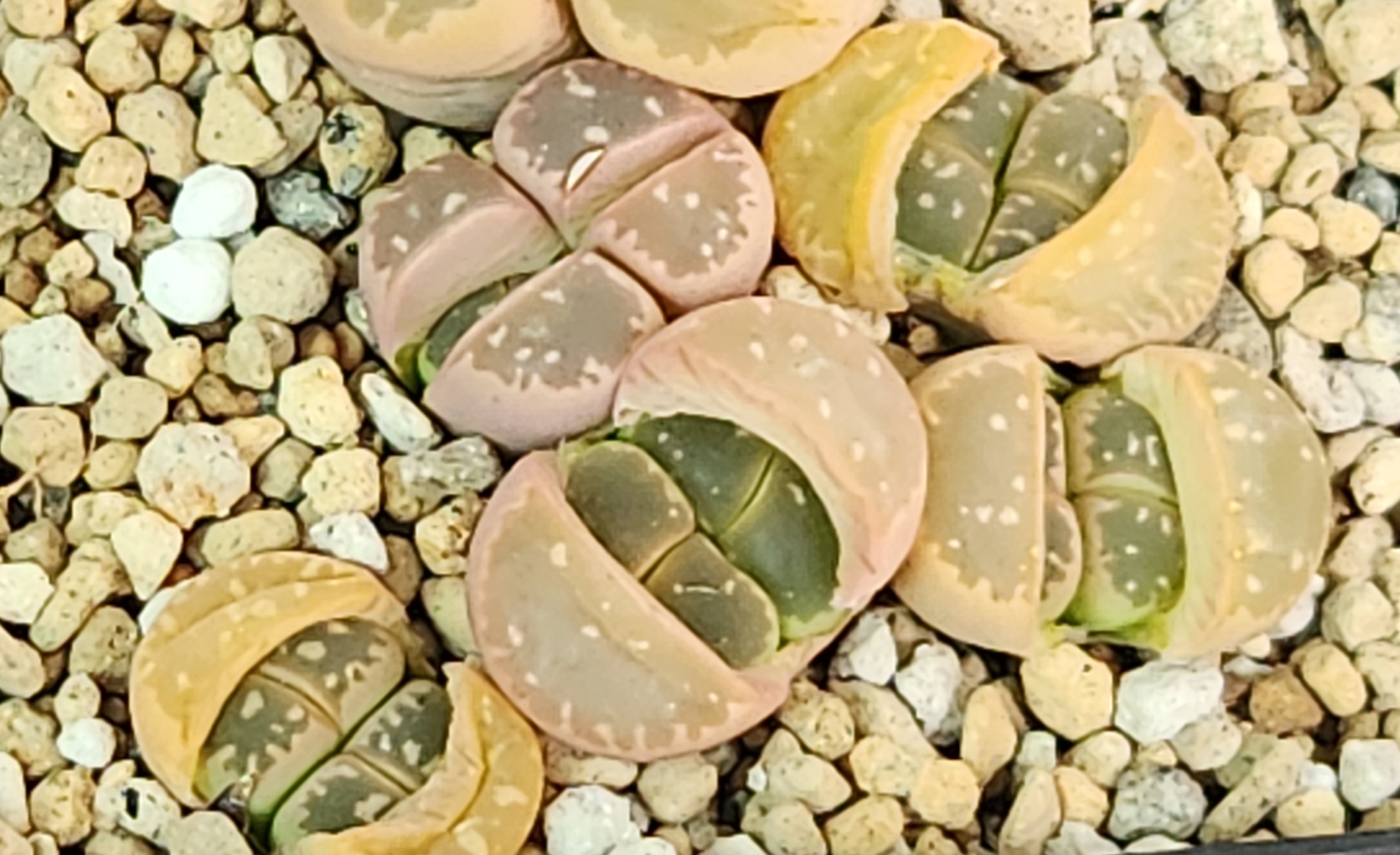 올리바 이미지