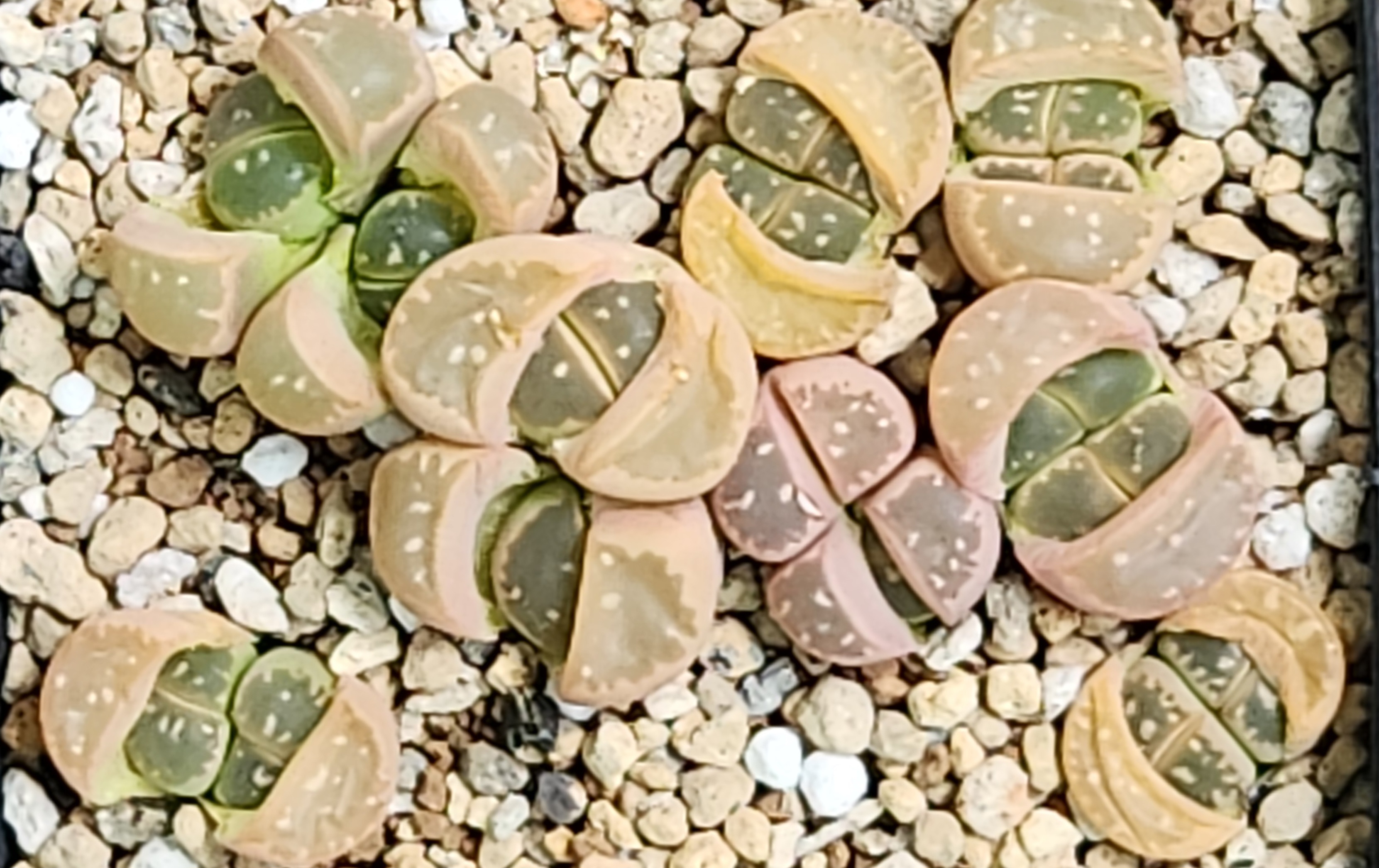 올리바 이미지