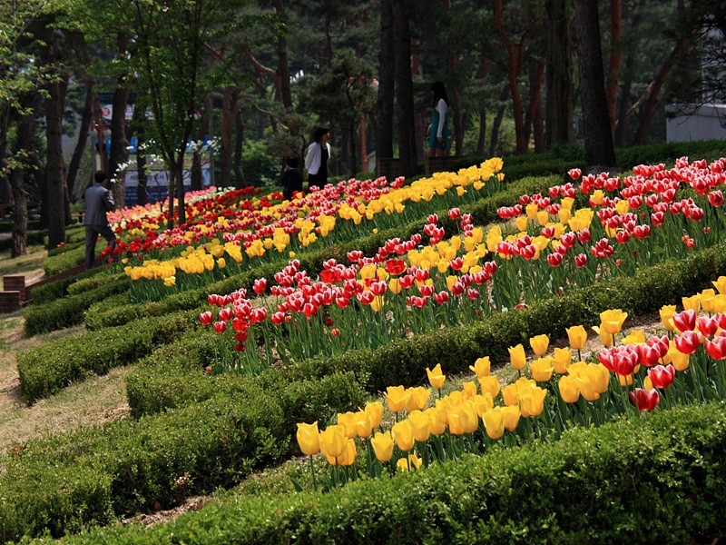 튤립 이미지