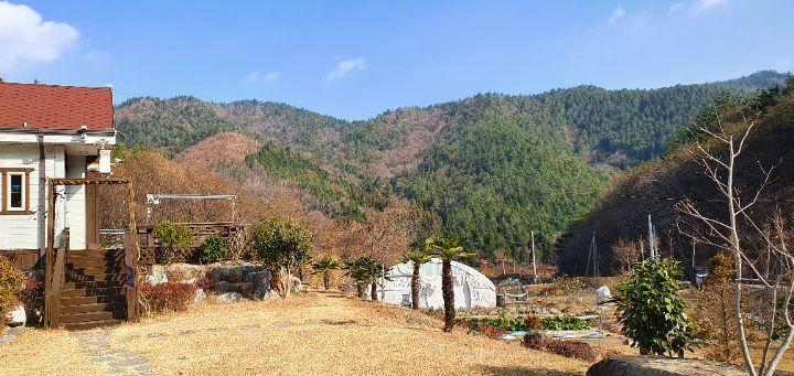 토종산야초 이미지