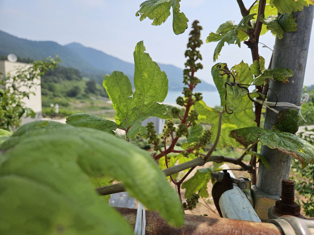 넝쿨포도 이미지