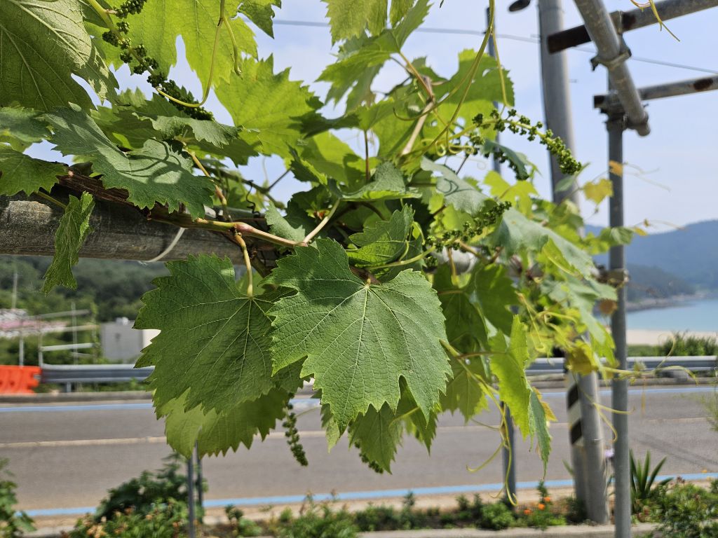넝쿨포도 이미지