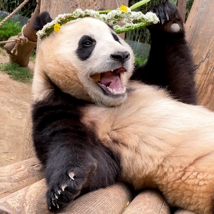 [고르기] 킹-카! | 인스티즈