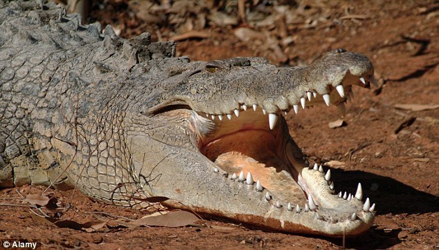 이빨 부러지거나 충치 걱정 없는 동물들 | 인스티즈