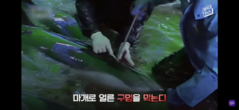 잔인한 고래사냥 전통 | 인스티즈