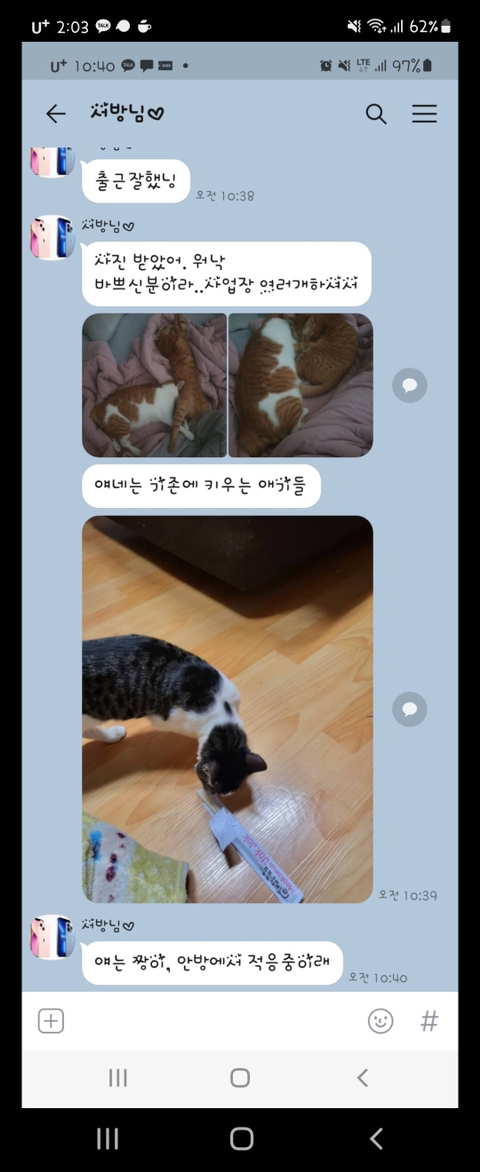 고양이 입양해 칼로 난도질한 후 길에 유기 (사진주의) | 인스티즈
