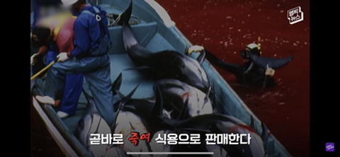 잔인한 고래사냥 전통 | 인스티즈