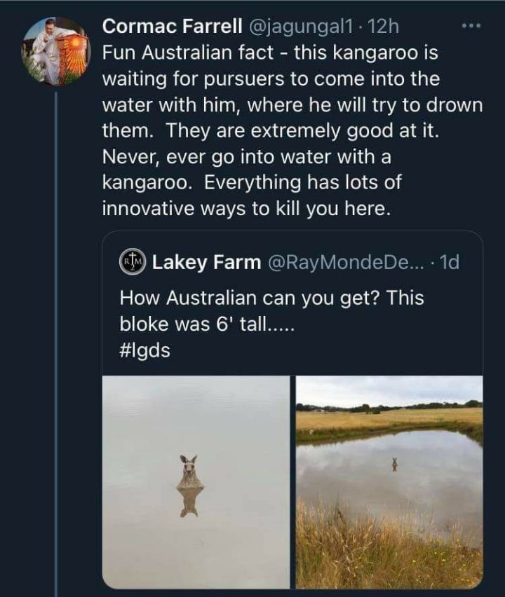 캥거루가 포식자에게 쫒기면 물로 가는 이유 twt | 인스티즈