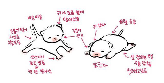 아기 고양이와 강아지 이미지 차이 🐱🐶 | 인스티즈