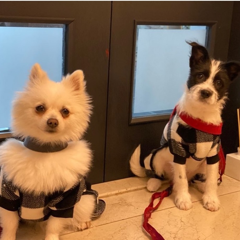 유기견, 유기묘를 입양한 연예인들 | 인스티즈