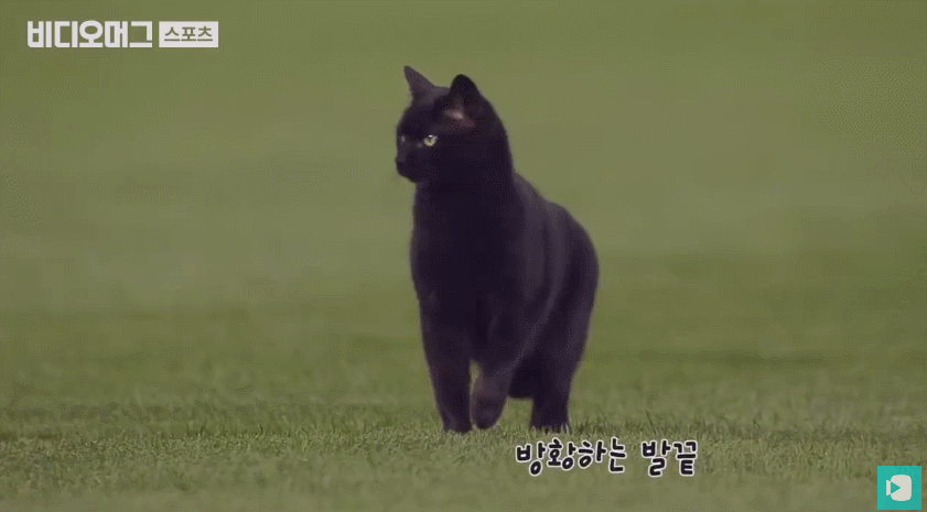 코숏 고양이 중 최애 코트는? | 인스티즈