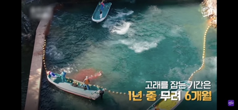 잔인한 고래사냥 전통 | 인스티즈