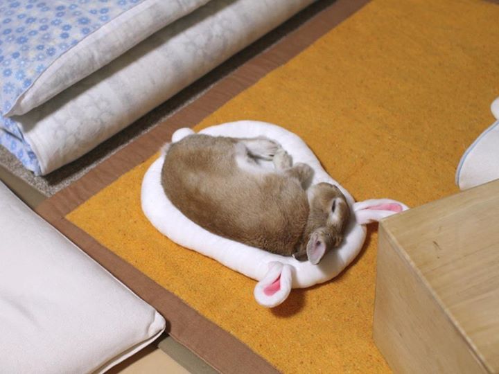 토끼 침대에서 자는 토끼 🐇 | 인스티즈