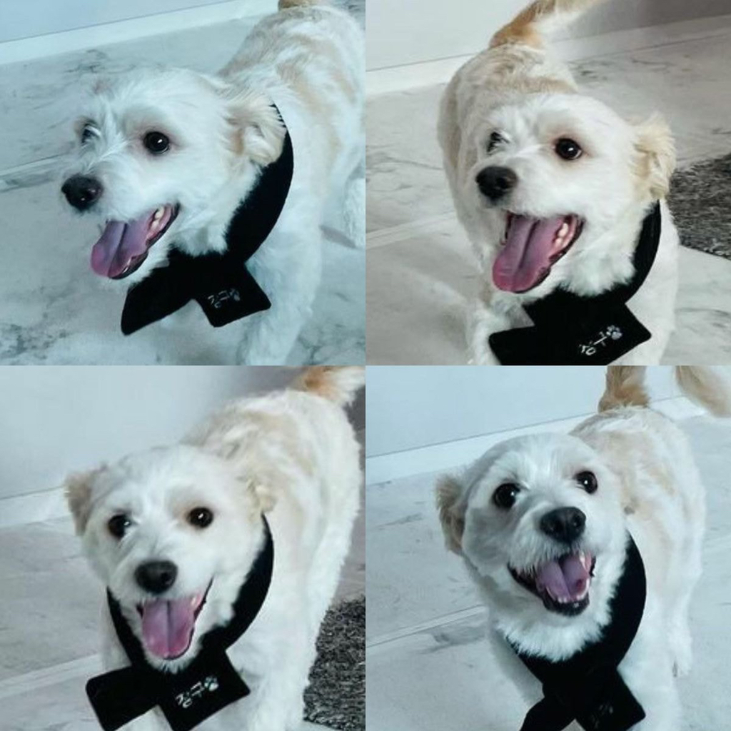 유기견, 유기묘를 입양한 연예인들 | 인스티즈