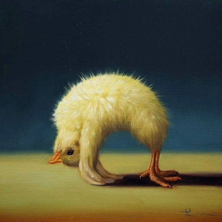 보면 기분 좋아진다는 요가하는 병아리 | 인스티즈