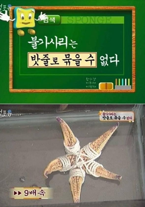 불가사리 이미지
