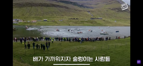 잔인한 고래사냥 전통 | 인스티즈