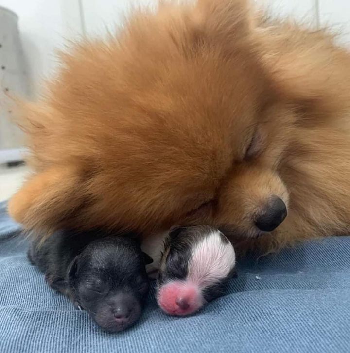 새끼 자랑하는 강아지 | 인스티즈