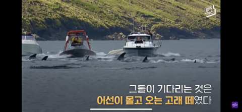 잔인한 고래사냥 전통 | 인스티즈
