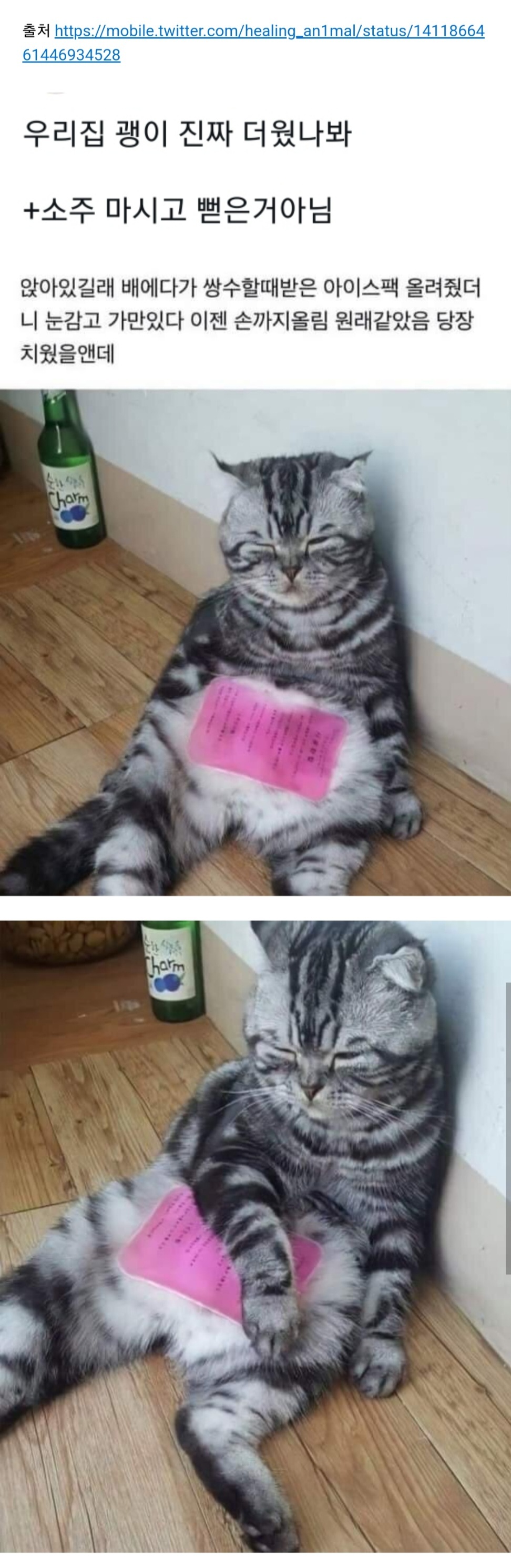 우리집 고양이 진짜 더웠나봐.twt | 인스티즈