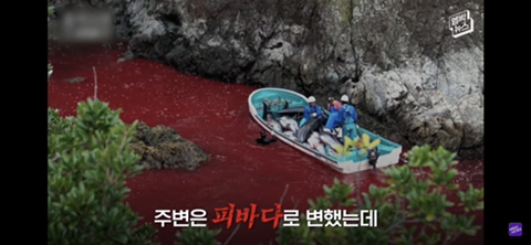 잔인한 고래사냥 전통 | 인스티즈