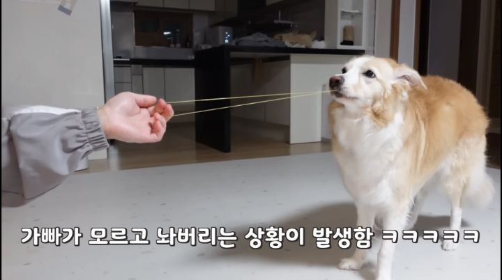 고무줄로 터그놀이 하다 극대노한 ㄱㅇㅇ 강아지 | 인스티즈