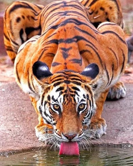 호랑이 귀에 하얀 점이 있는 이유.jpg | 인스티즈