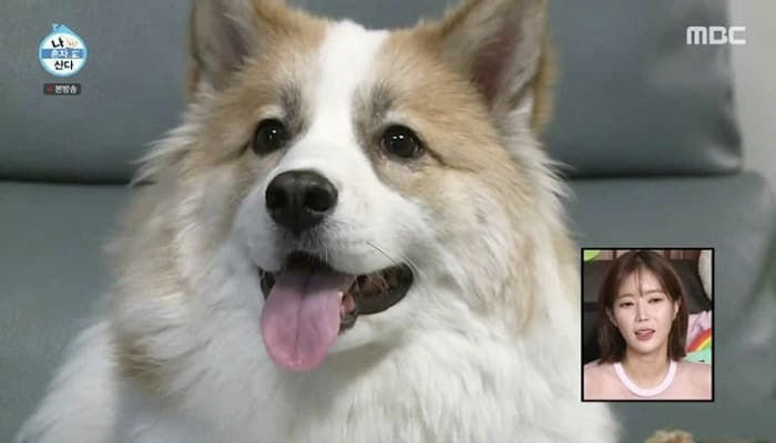 유기견, 유기묘를 입양한 연예인들 | 인스티즈