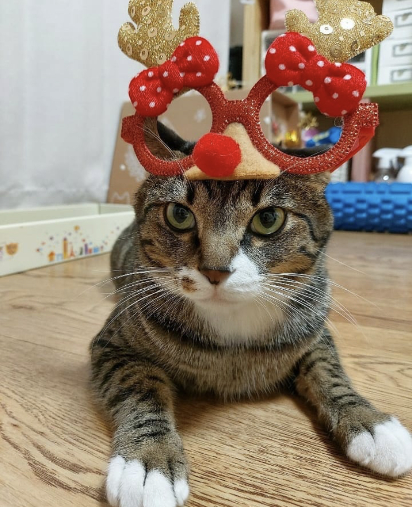 유기견, 유기묘를 입양한 연예인들 | 인스티즈