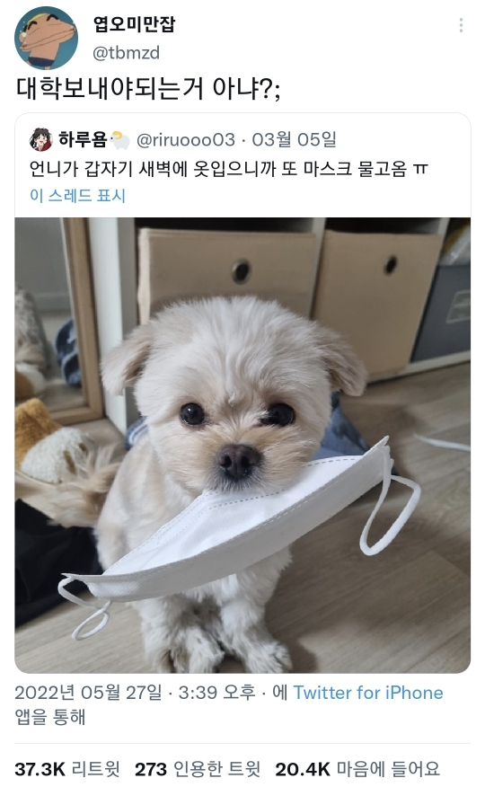 대학 보내야하는 강아지 | 인스티즈