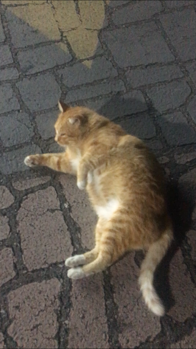 동네고양이 이미지