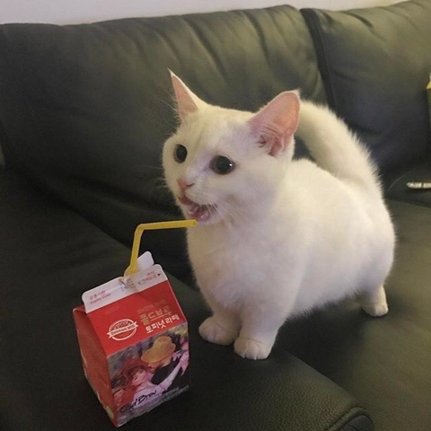 서울곱창 이미지