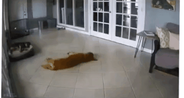 뜬금없이 달려들어서 놀람 | 인스티즈