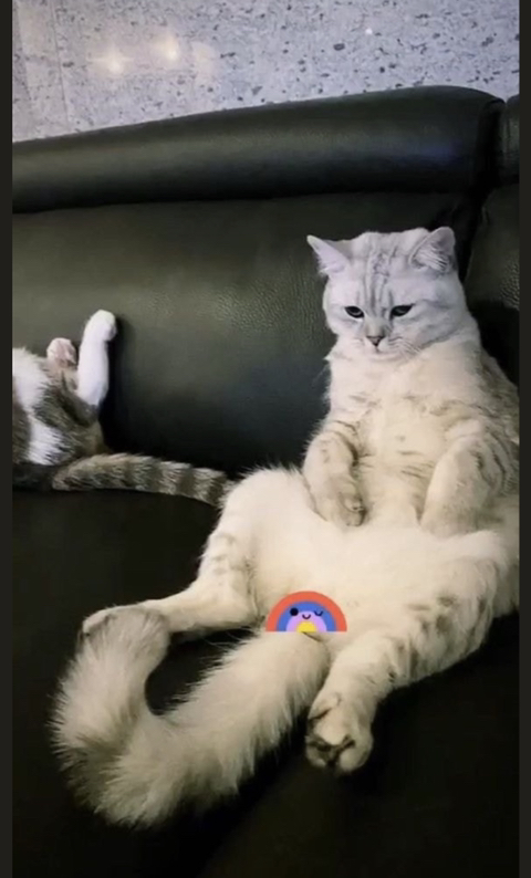 블랙핑크 리사가 키우는 고양이들 | 인스티즈