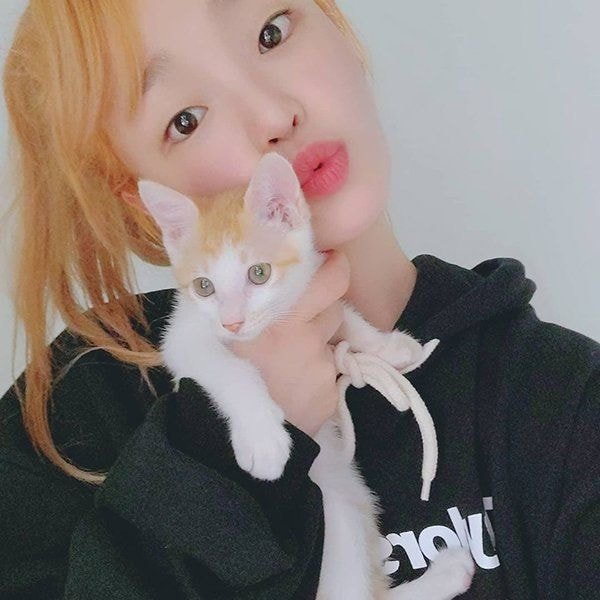 유기견, 유기묘를 입양한 연예인들 | 인스티즈