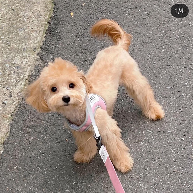 강아지를 찾습니다 | 인스티즈