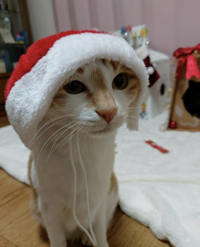 유기견, 유기묘를 입양한 연예인들 | 인스티즈