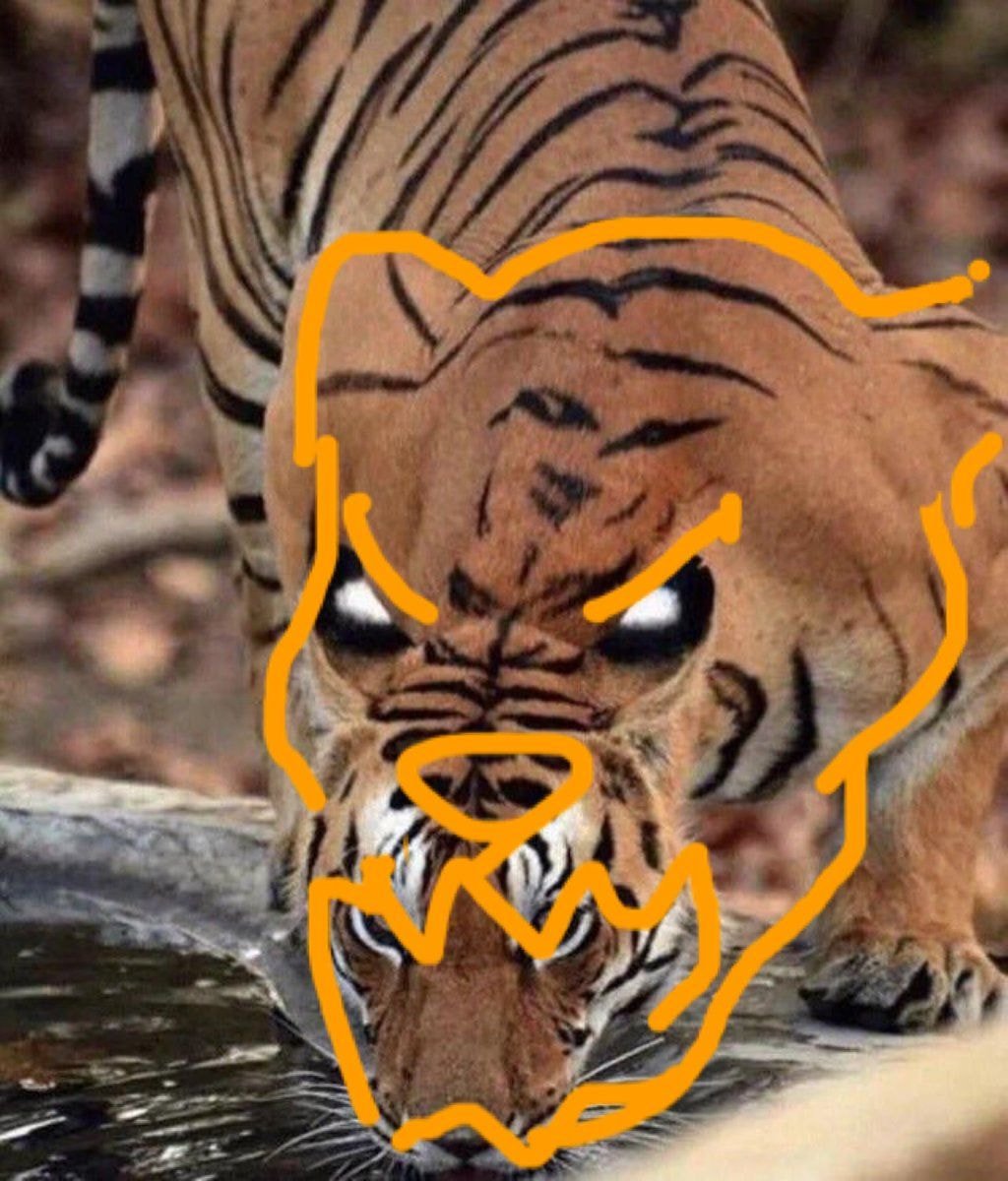 호랑이 귀에 하얀 점이 있는 이유.jpg | 인스티즈