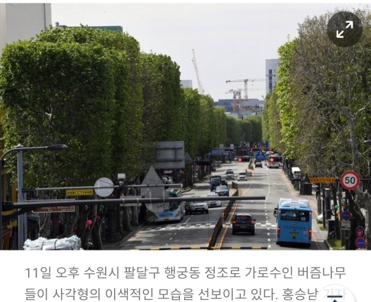 점점 유행인듯한 네모 가로수길.jpg | 인스티즈