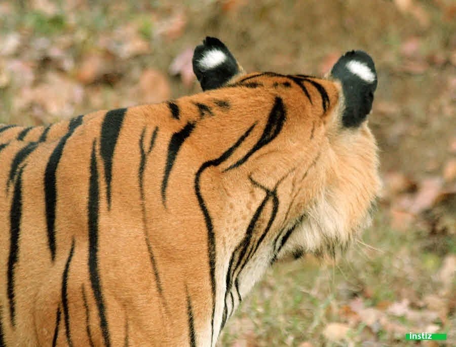 호랑이 귀에 하얀 점이 있는 이유.jpg | 인스티즈