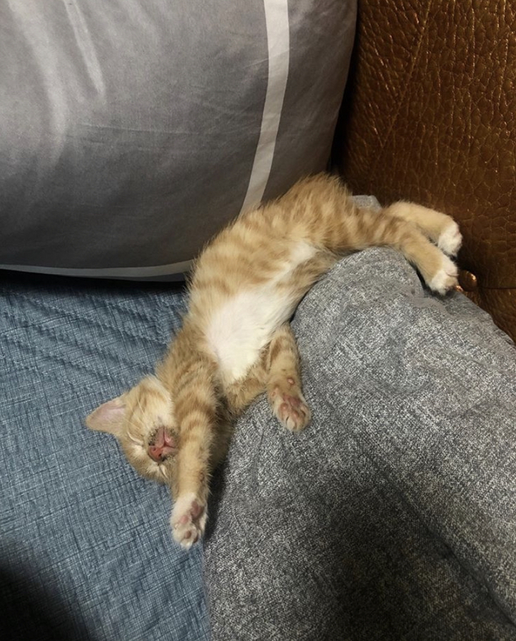 유기견, 유기묘를 입양한 연예인들 | 인스티즈