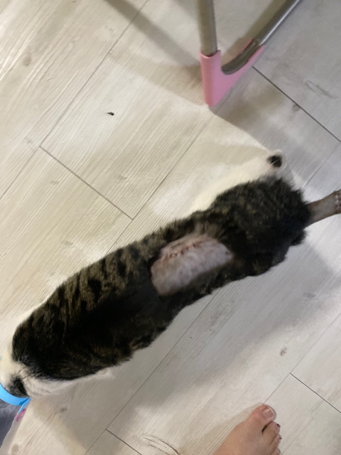 고양이 입양해 칼로 난도질한 후 길에 유기 (사진주의) | 인스티즈