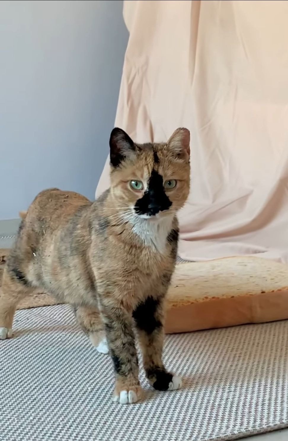 유기견, 유기묘를 입양한 연예인들 | 인스티즈