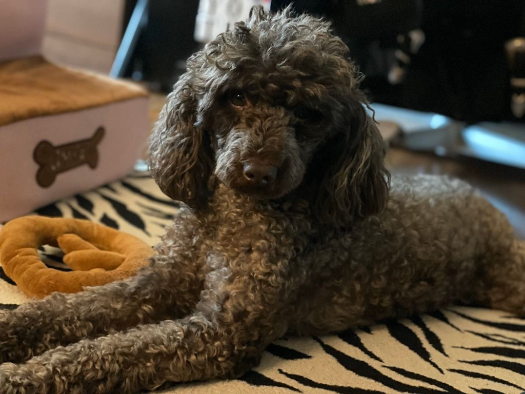 유기견, 유기묘를 입양한 연예인들 | 인스티즈