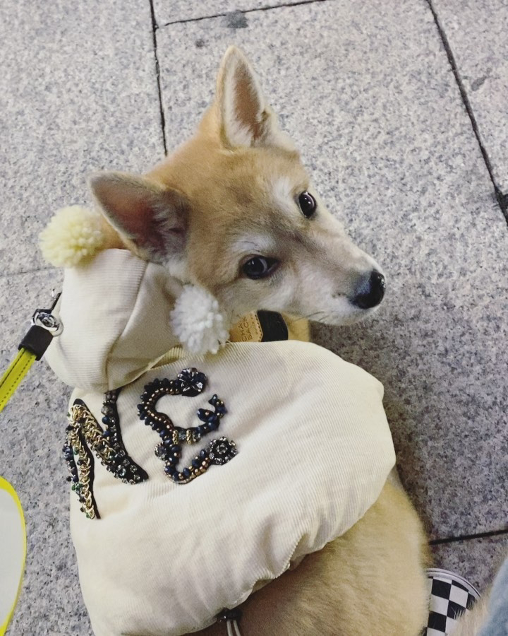 유기견, 유기묘를 입양한 연예인들 | 인스티즈