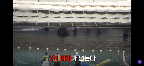 잔인한 고래사냥 전통 | 인스티즈