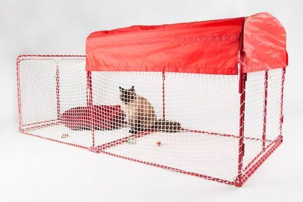 고양이에게 산책영역을 넓혀주고 싶은 집사의 마음 | 인스티즈