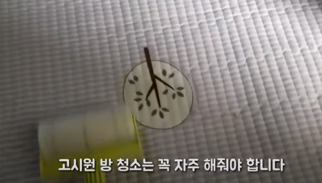잔잔한 행복이 있는 40대 비혼 독신 여성 유튜브 '살다보면 ' | 인스티즈