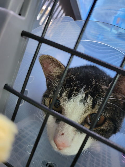고양이 입양해 칼로 난도질한 후 길에 유기 (사진주의) | 인스티즈