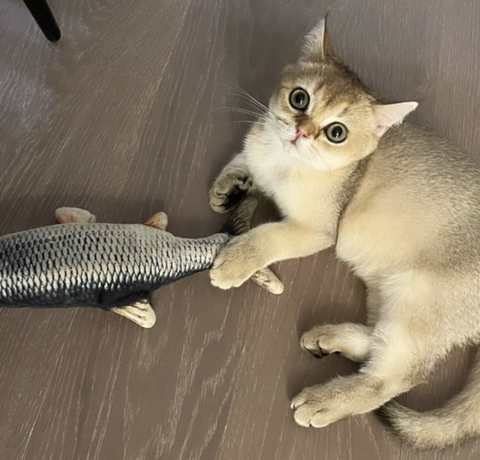 블랙핑크 리사가 키우는 고양이들 | 인스티즈